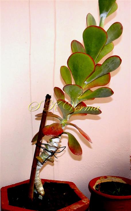  Plant